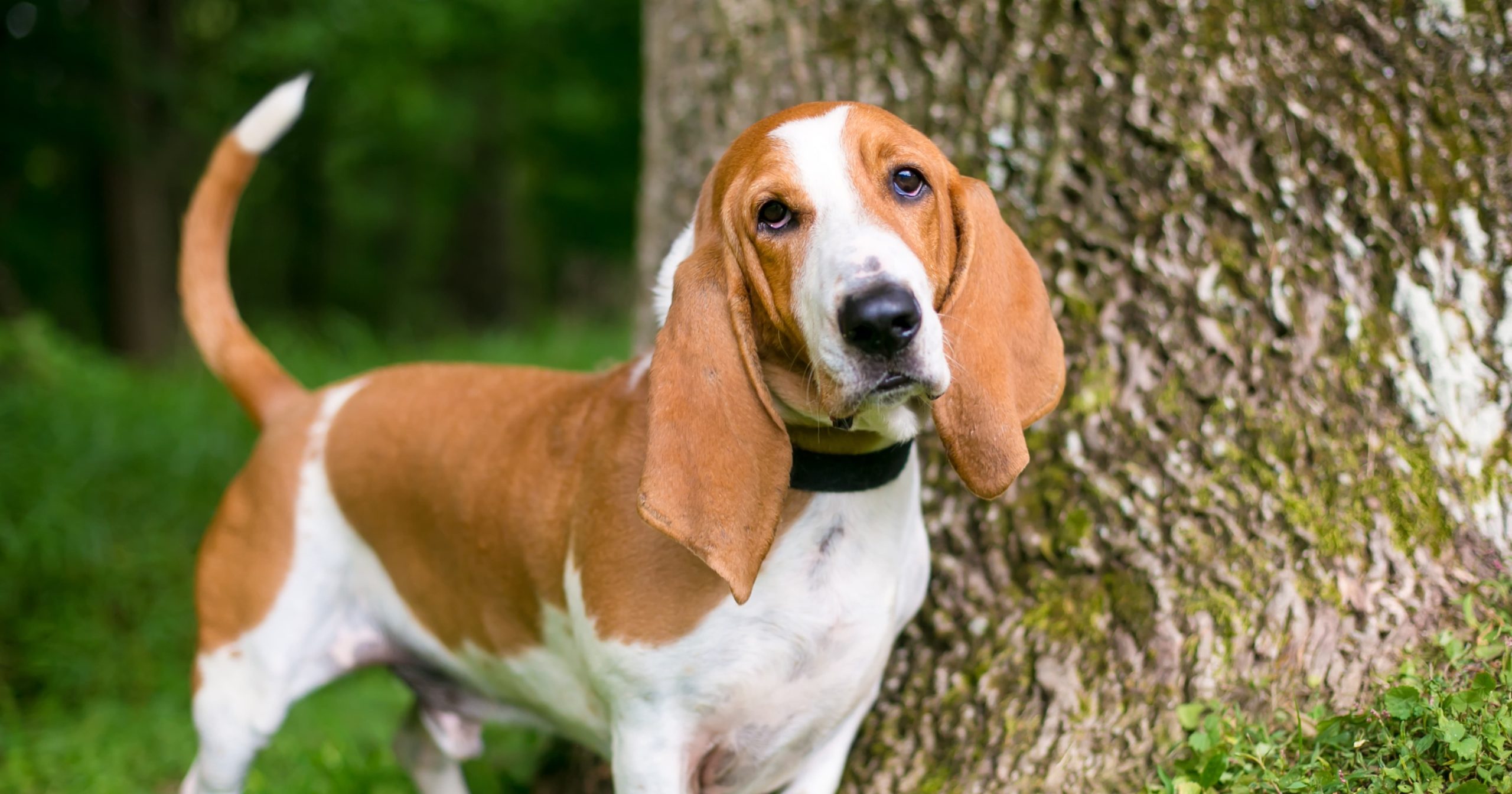 Hound Dog with Long Floppy Ears Graphic | Diamond Pet Foods