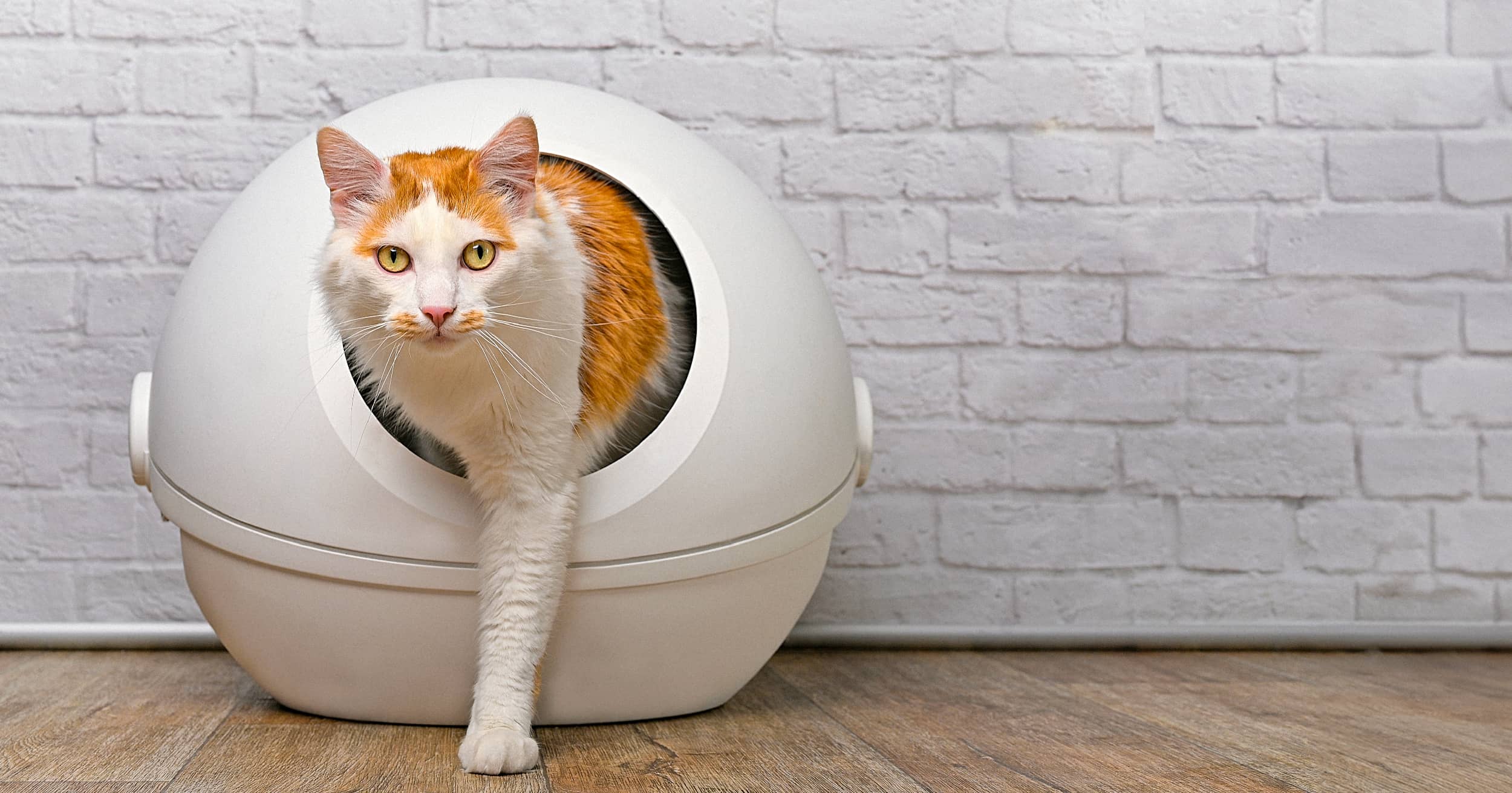 An orange and white cat carefully stepping out of a litter box.