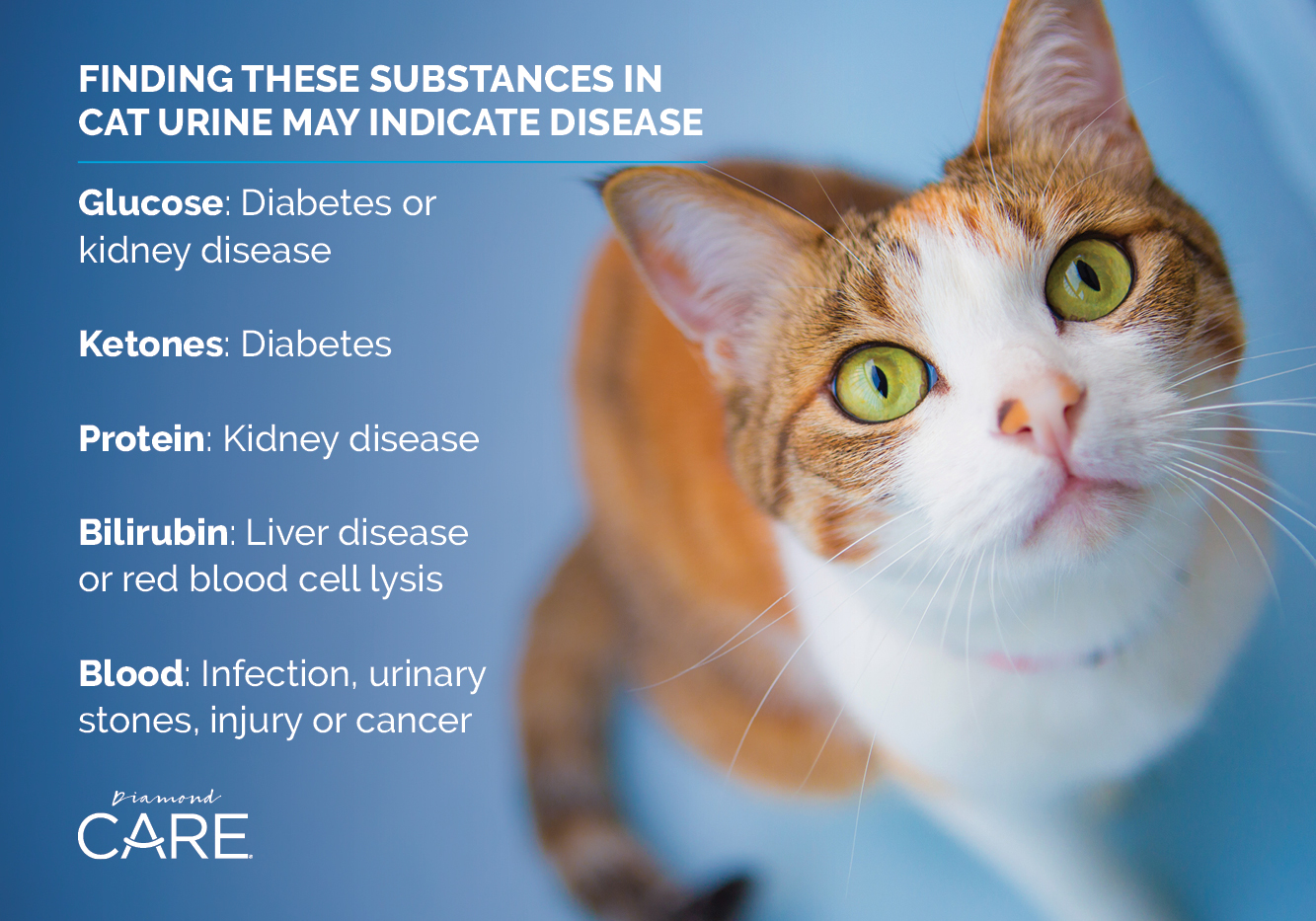 Substances in Cat Urine Info Graphic | Diamond CARE
