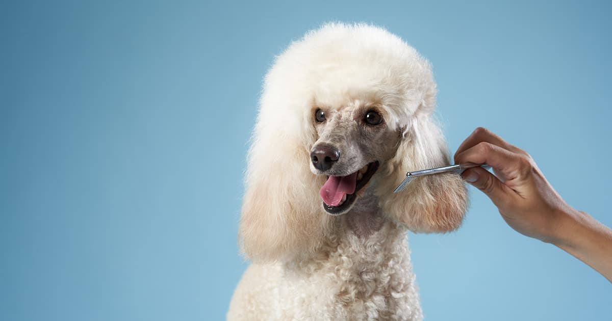 A white dog sitting patiently while someone combs its long hair.