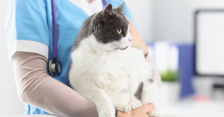 A gray and white cat being held by a veterinarian.