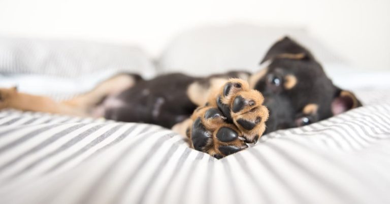 A dog lying on a bed with its paws outstretched.