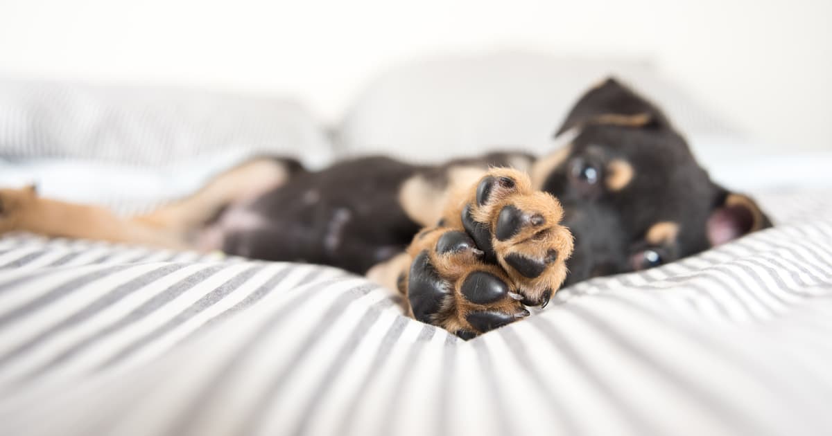 A dog lying on a bed with its paws outstretched.