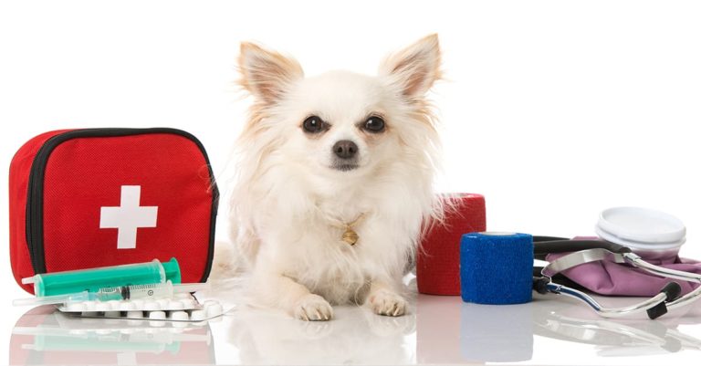 A small white dog sitting with a first-aid kit and other first-aid supplies.