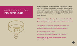 If My Pet is Lost Info Graphic | Diamond Pet Foods