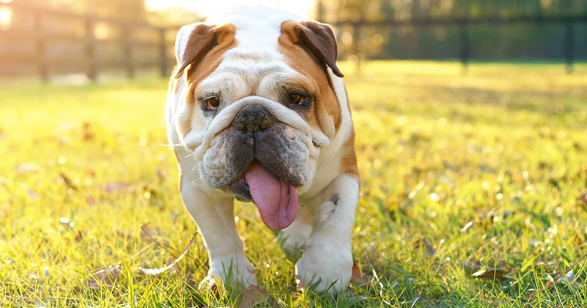 An overweight bulldog walking through the grass while heavily panting.