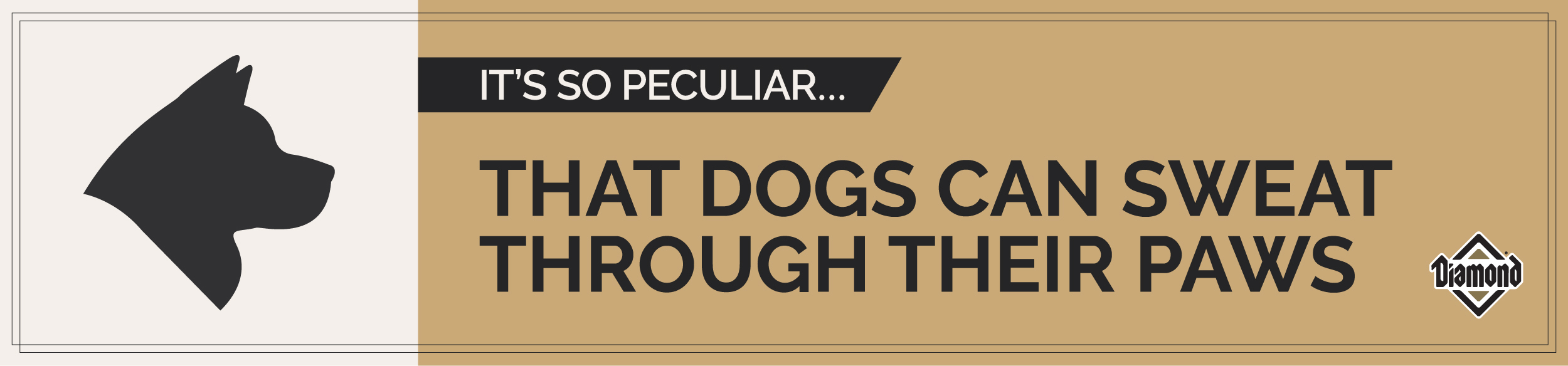 An interior graphic with text that reads, 'It’s So Peculiar: That Dogs Can Sweat Through Their Paws'.