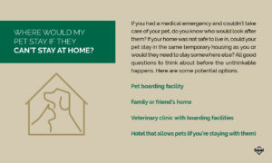 Pets Can’t Stay at Home Info Graphic | Diamond Pet Foods