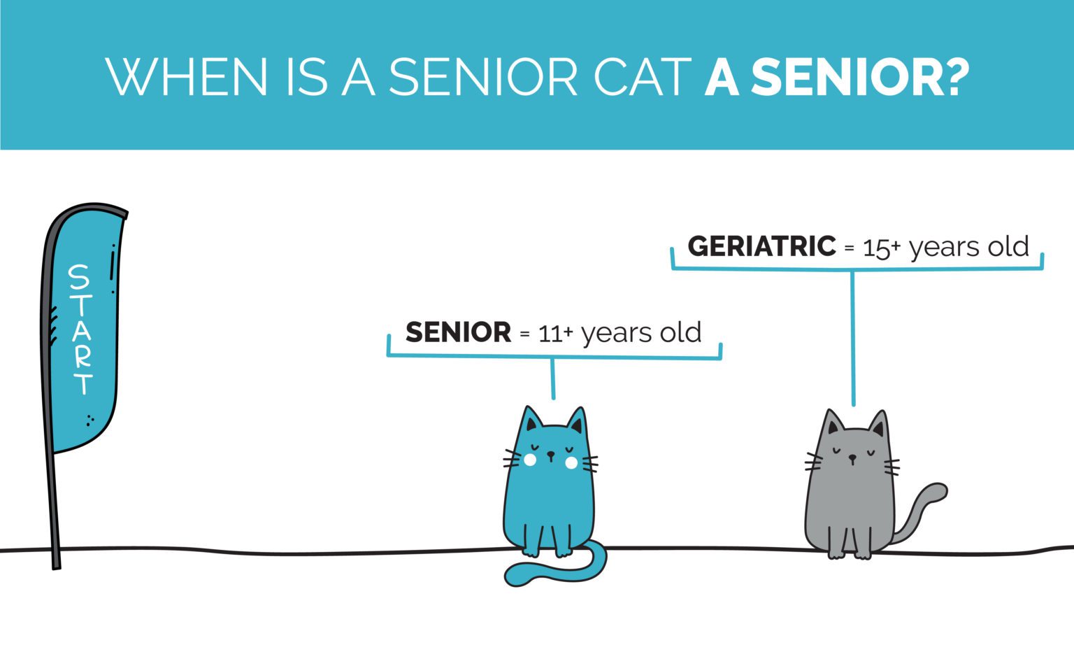 An interior graphic detailing that a cat is considered a senior cat at 11+ years old and a geriatric cat at 15+ years old.