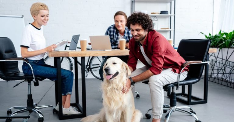 A golden retriever sitting next to a desk in an office setting next to its owner and other workers.