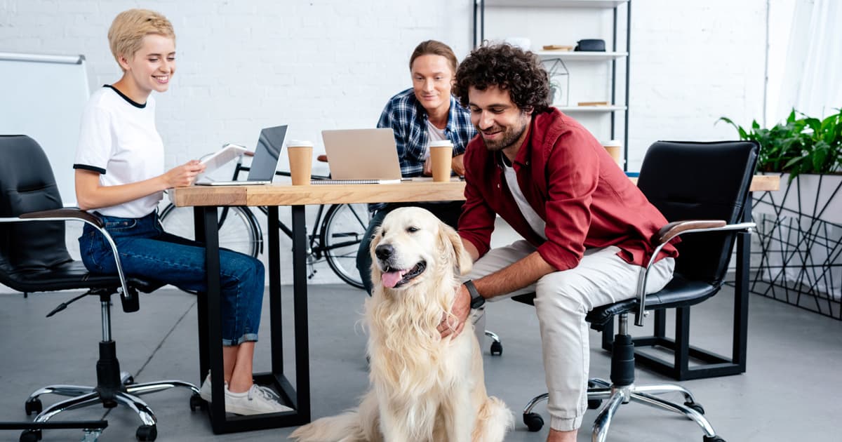 A golden retriever sitting next to a desk in an office setting next to its owner and other workers.