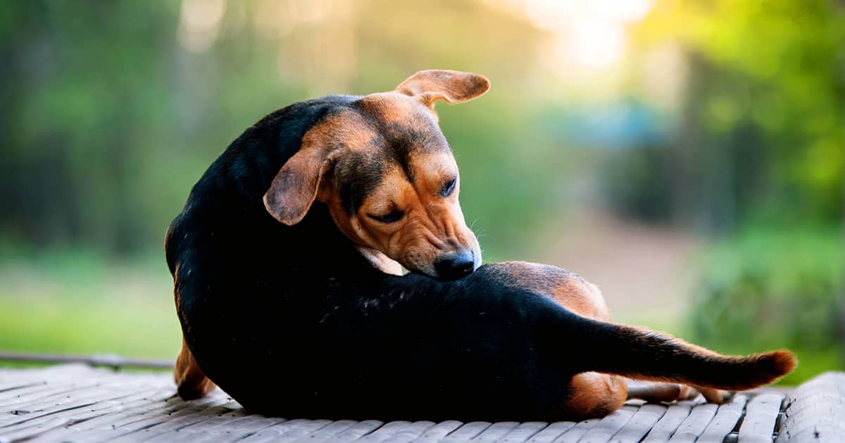 A black and tan dog lying down and biting the fur on its hip to scratch an itch.