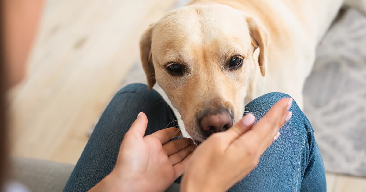 A close-up of a dog sniffing the hands of its owner.