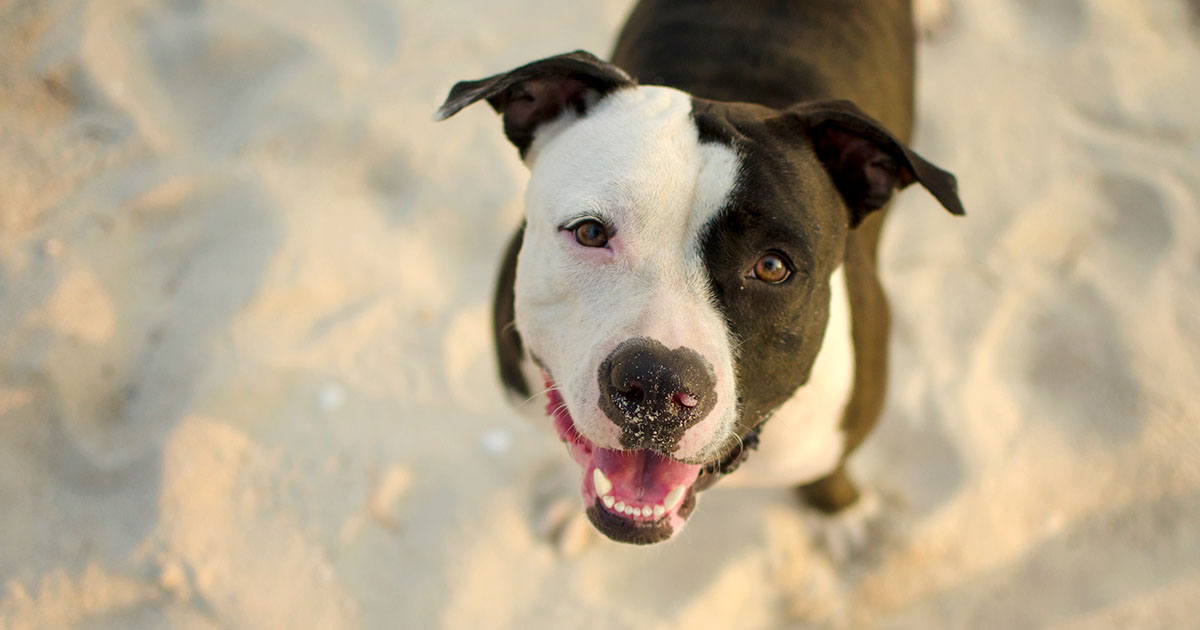 Dog on Beach Smiling Up at Camera | Diamond Pet Foods