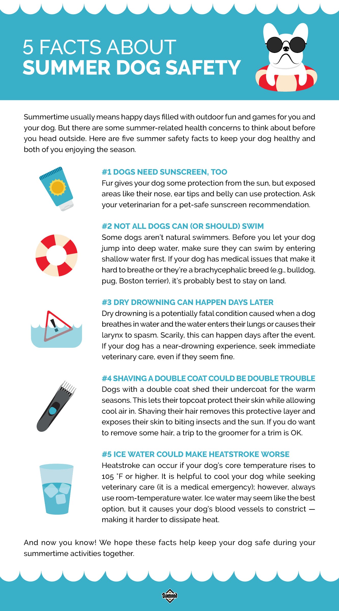 5 Facts About Summer Dog Safety Infographic | Diamond Pet Foods