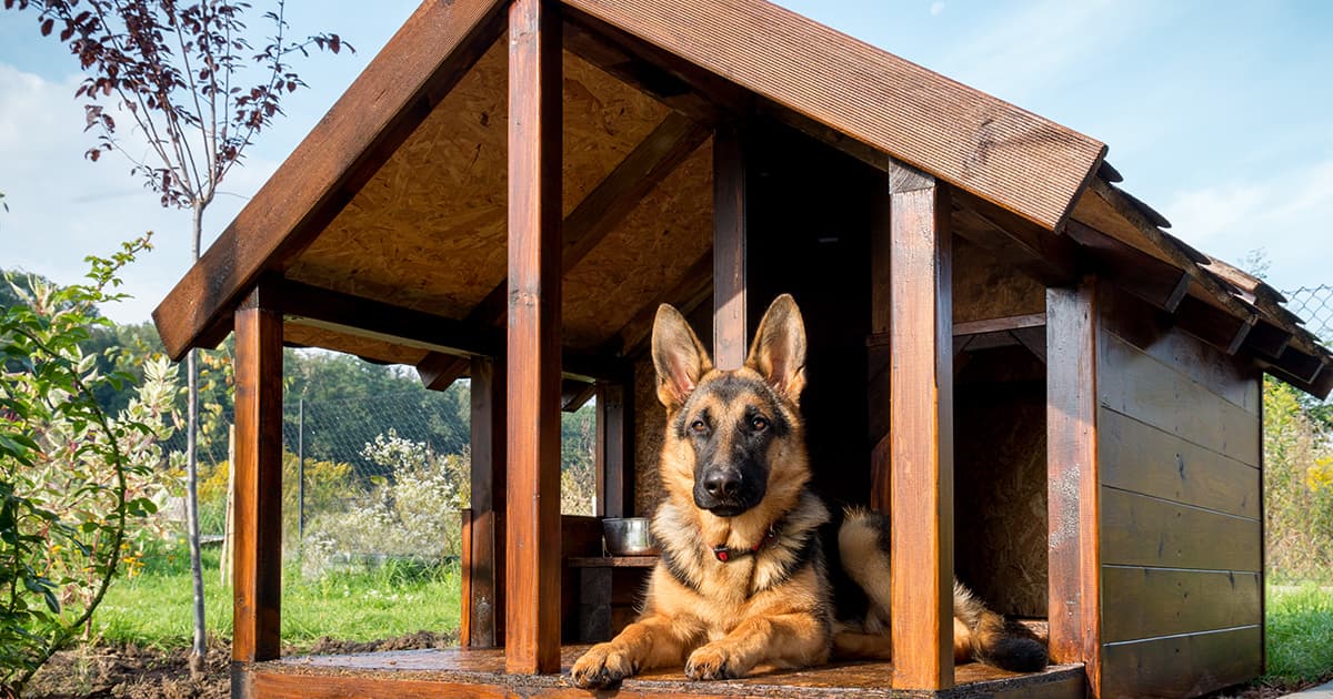 German Shepherd Sitting Inside Wood Doghouse Graphic | Diamond Pet Foods