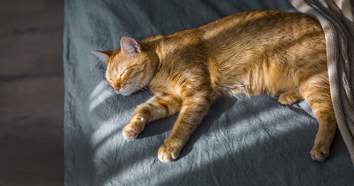 Orange Cat Asleep and Lying in the Sun | Diamond Pet Foods