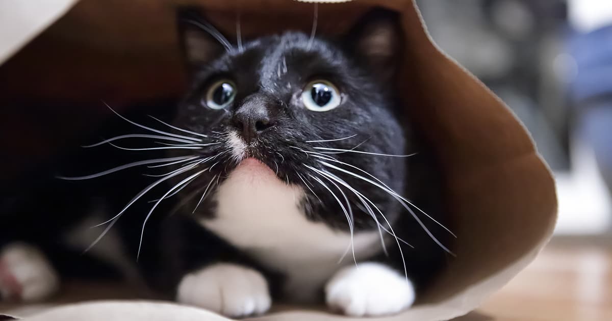 Scared Cat Inside Paper Bag Graphic | Diamond Pet Foods