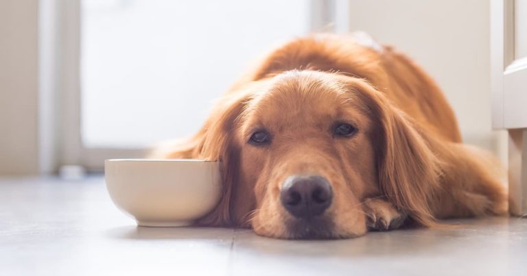 A sad dog lying next to a ceramic food bowl on the floor.