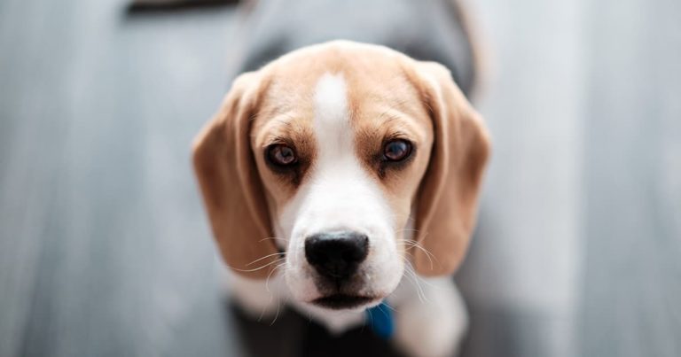 A close-up of a tan and white beagle.