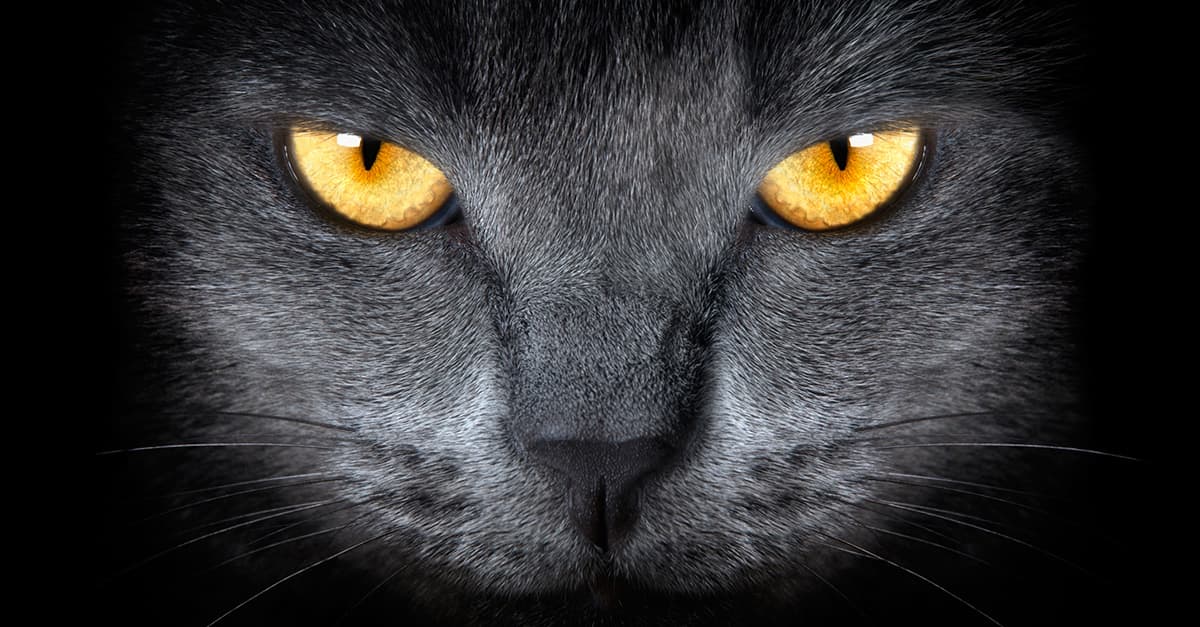 Black Cat with Yellow Eyes Graphic | Diamond Pet Foods