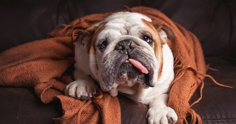 A bulldog lying under a blanket on the couch looking sick.