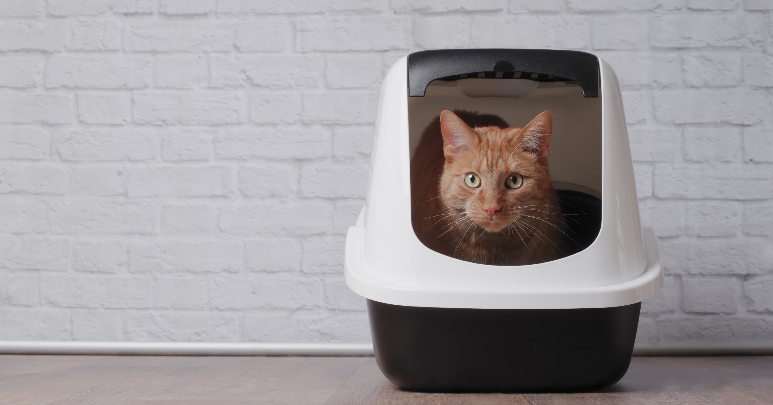 Cat Standing Within Black and White Litter Box Graphic | Diamond CARE
