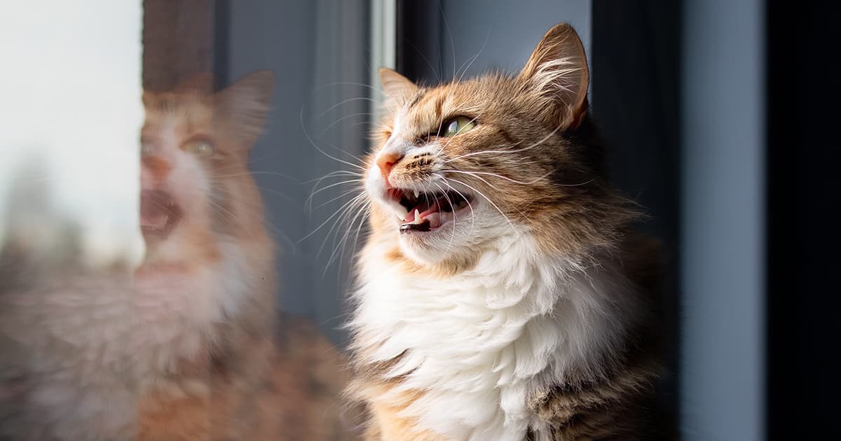 A cat meowing next to a window.