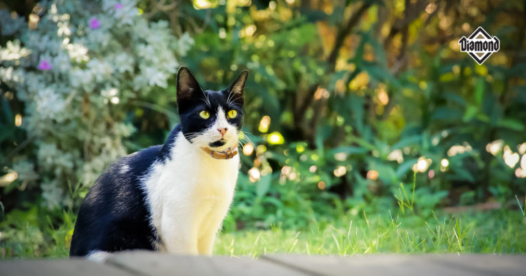 A black and white cat sitting outside in green grass.