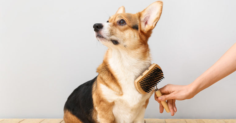A corgi sitting on the floor getting brushed.