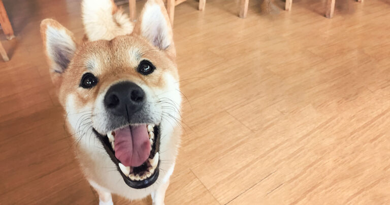 Dog Close-Up with Wood Floor in Background | Diamond Pet Foods