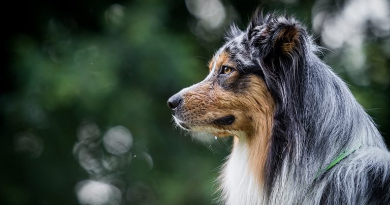A close-up of a dog with long, thick fur.