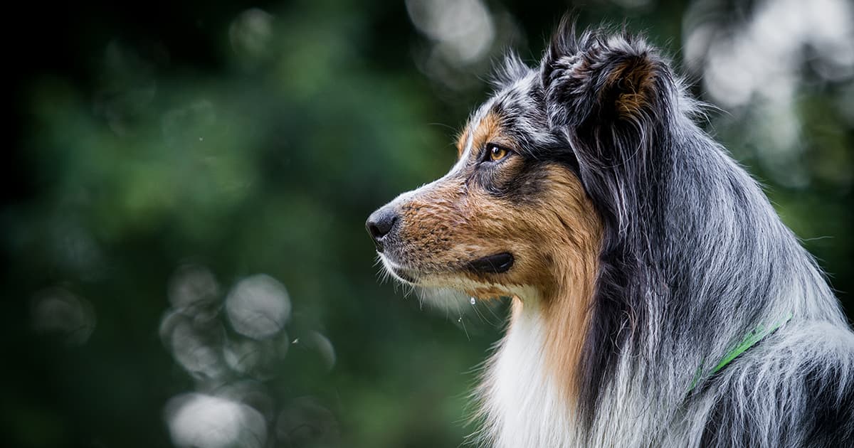 Peculiar Pet Facts: Dogs Have Three Hair Types | Diamond Pet Foods