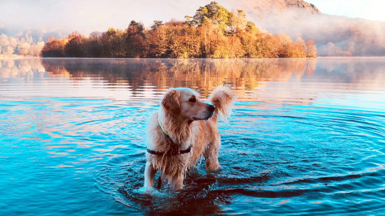 A dog standing in shallow water in a lake.