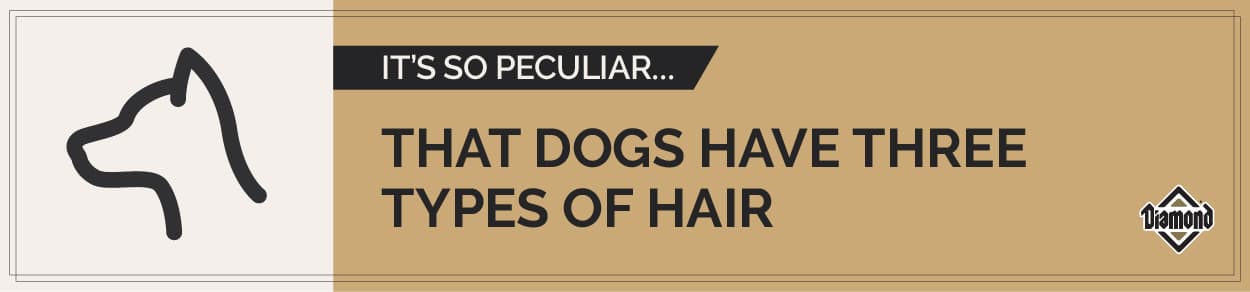 It’s So Peculiar: Dogs Have Three Types of Hair Infographic | Diamond Pet Foods