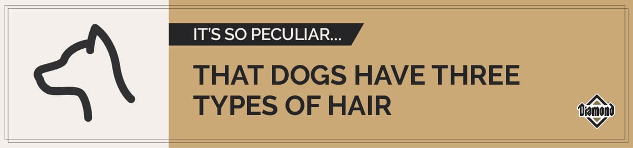 An interior graphic with text that reads, 'It’s So Peculiar: That Dogs Have Three Types of Hair'.