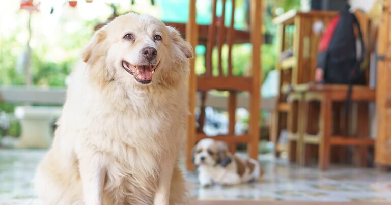 An overweight dog sitting on the floor of a kitchen panting.