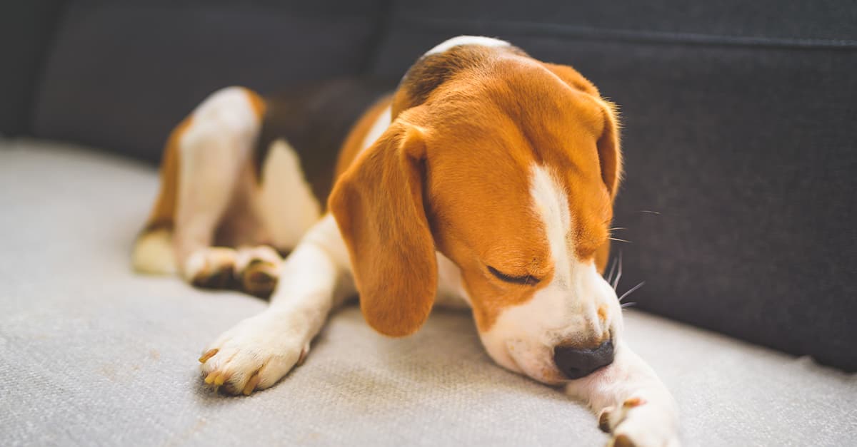 A small dog lying on the floor licking its paws.