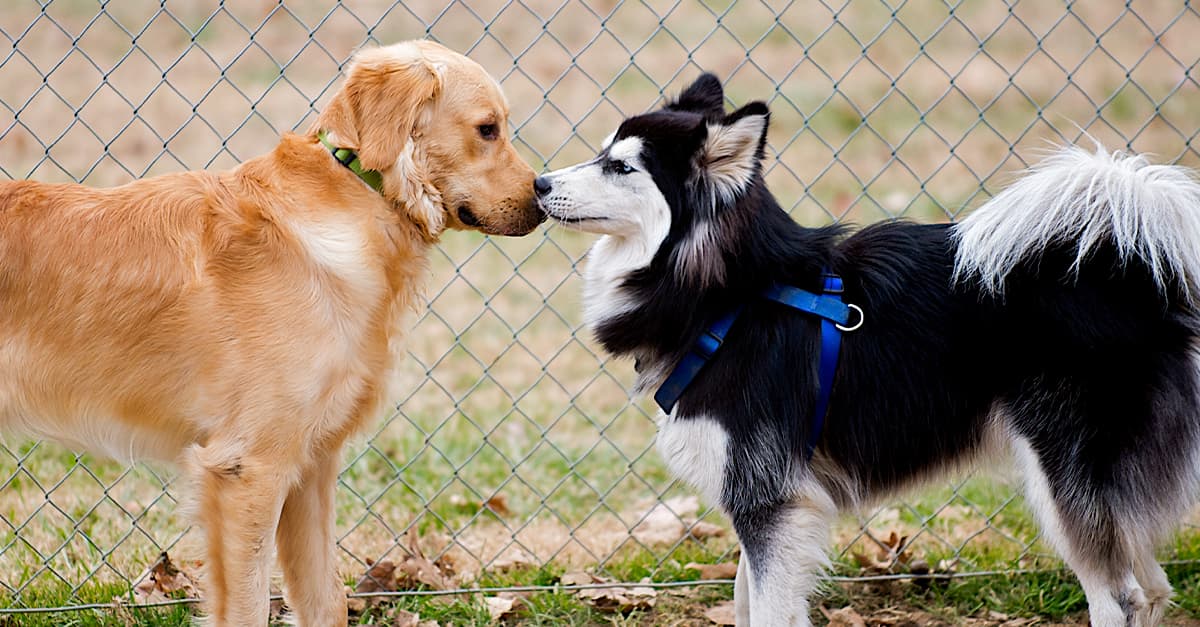Two dogs sniffing each other nose to nose.