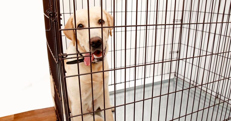 Yellow Dog Sitting in a Crate | Diamond Pet Foods