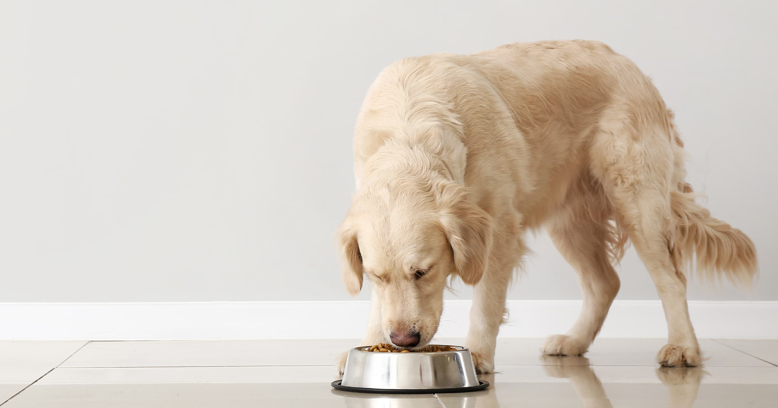 Adult Dog Eating from Silver Bowl Graphic | Diamond CARE