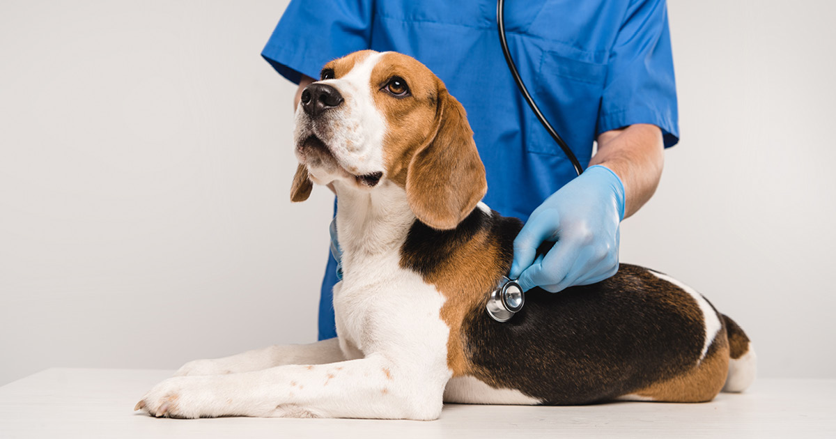 Beagle Being Checked Out by Vet Graphic | Diamond Pet Foods
