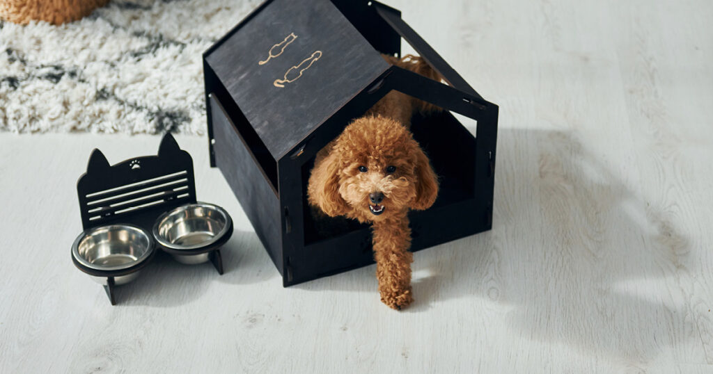 Diamond Pet Foods Guide to Dog Shedding, Hair and Grooming