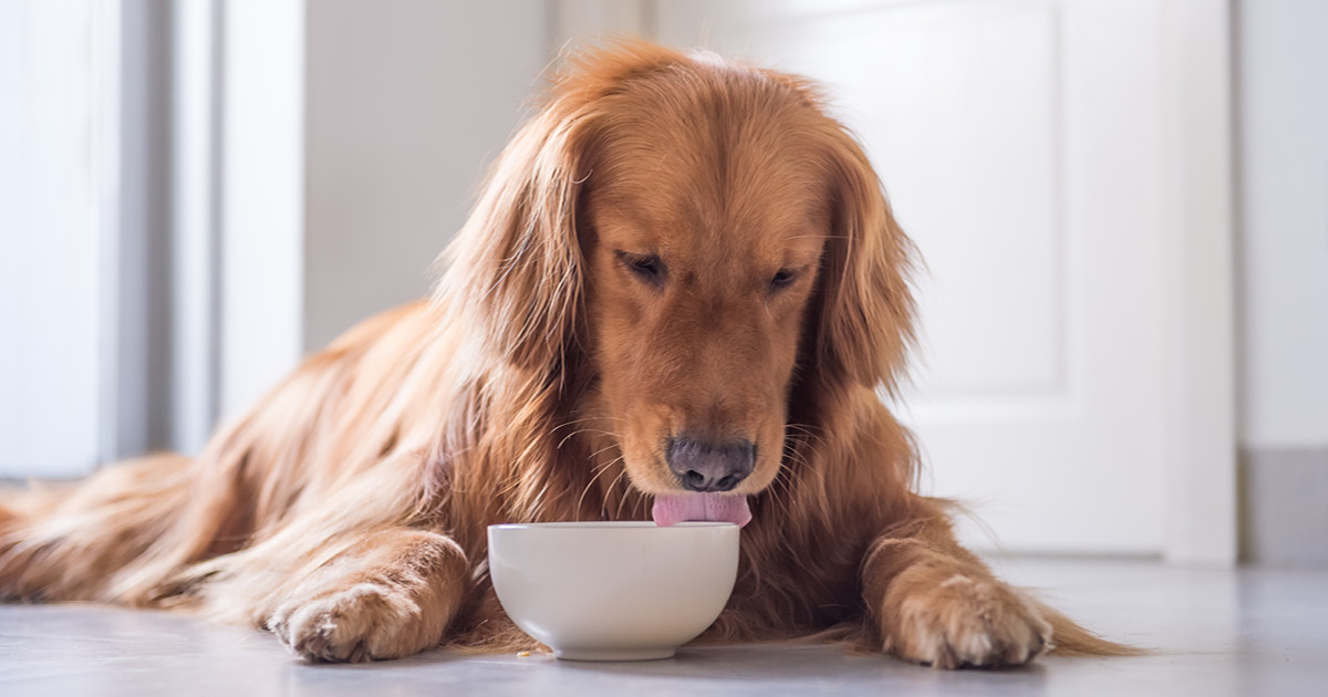 Brown Dog Licking White Bowl Graphic | Diamond Pet Foods