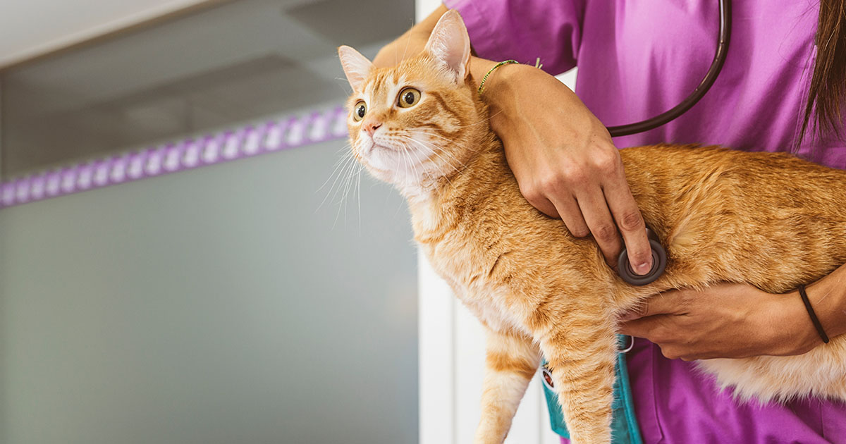 Orange adult cat being examined by veterinarian.