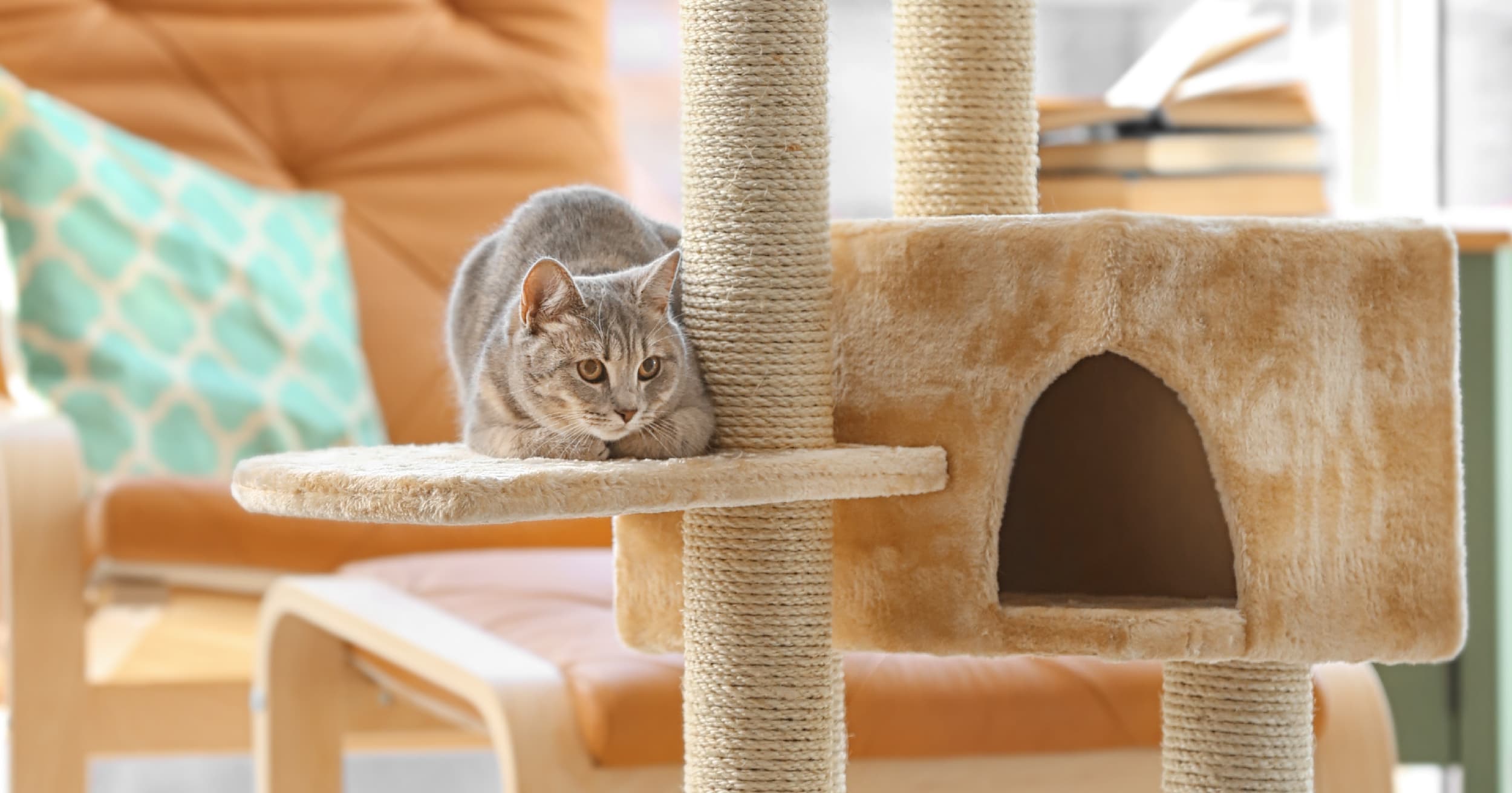 A gray cat lying on a climbing tower post.