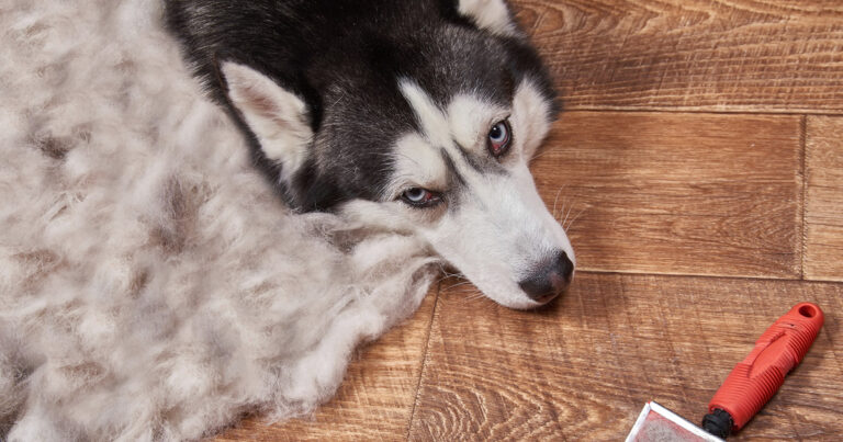 A dog lying on wood floor next to a pile of dog hair and a hairbrush.