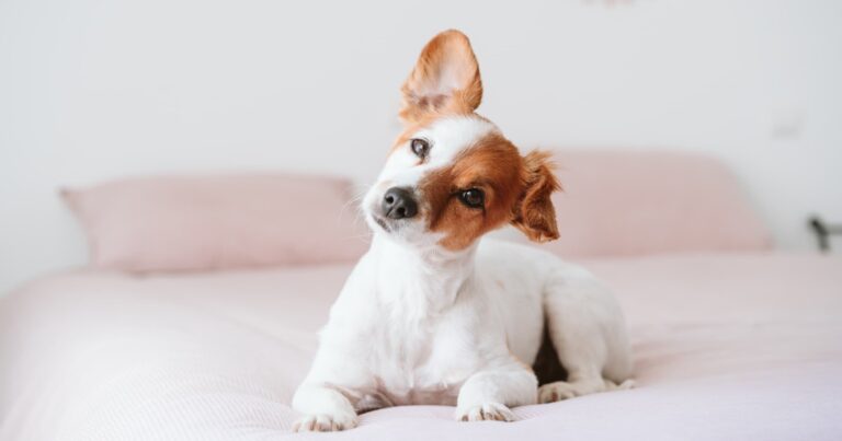 A small dog lying on a bed perking up its ear.