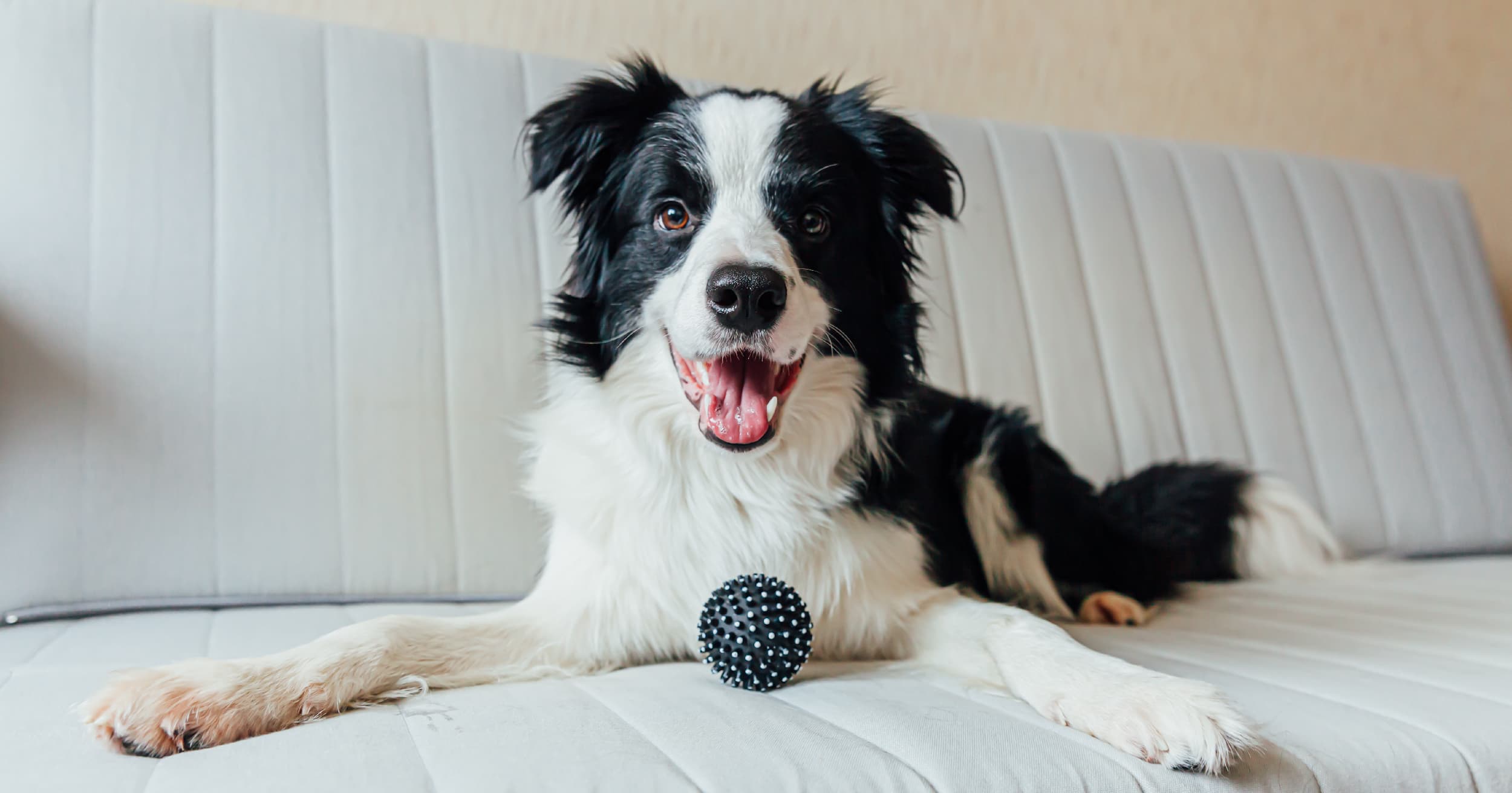 A black and white dog lying on a couch with a dog toy between its paws.