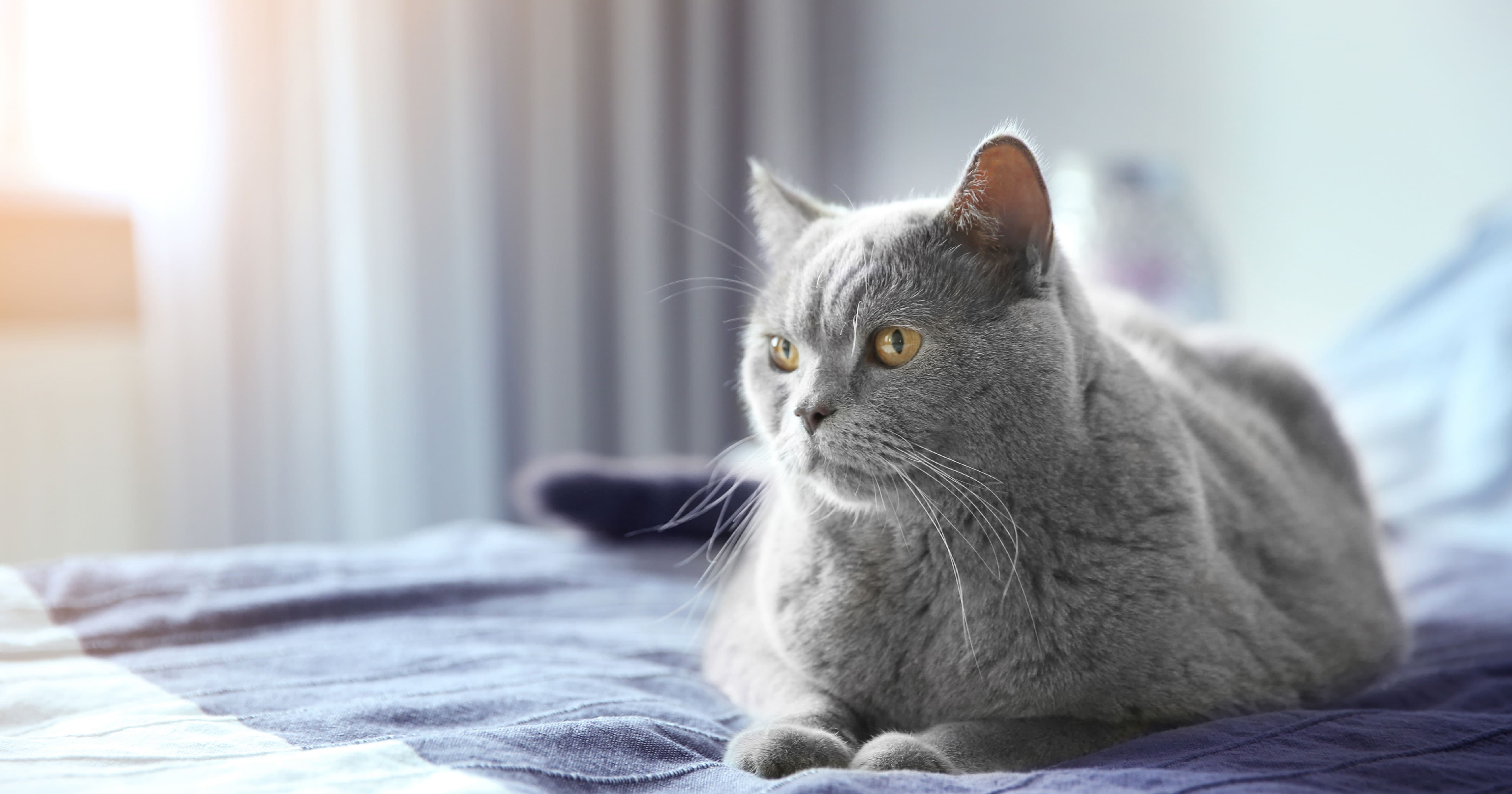 Grey Cat Sitting on Bed Graphic | Diamond CARE